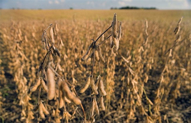 大豆对环境条件的要求