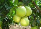 柚子种植的注意事项