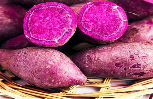 紫薯种植赚钱吗