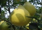 沙田柚的种植条件