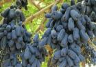 蓝宝石葡萄的花果管理技术