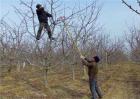 苹果树生长失衡如何修剪