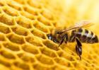 蜜蜂为什么会逃跑
