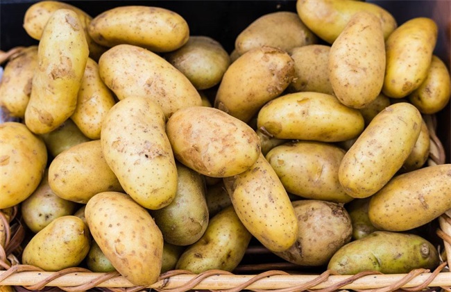 土豆价格多少钱一斤