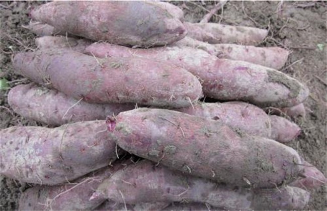 紫薯高产栽培管理技术