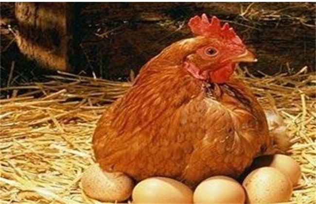 产蛋鸡猝死症的防治措施