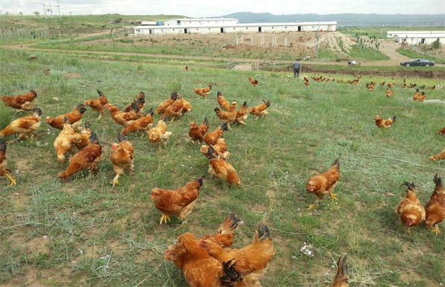 散养鸡 养殖 方法