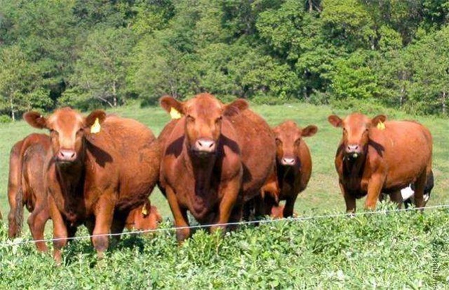 肉牛 养殖 技术
