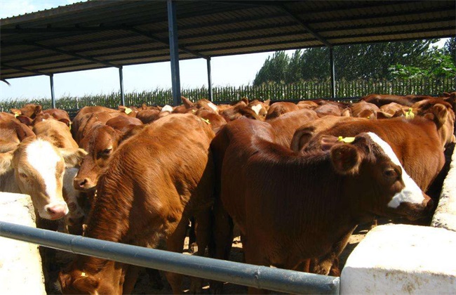 肉牛 养殖 技术