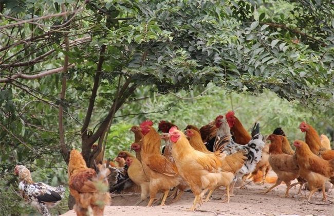 林下养鸡 饲养管理 技术
