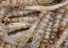 基围虾养殖成本与利润分析