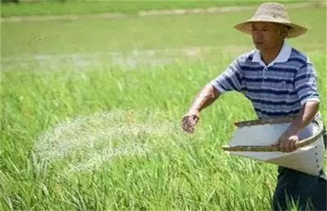 水稻施肥注意事项