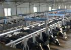 如何提高奶牛的养殖效益