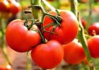 番茄种植效益分析