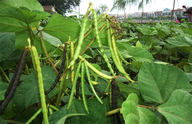 绿豆高产种植方法