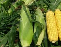 玉米常见的种类及图片