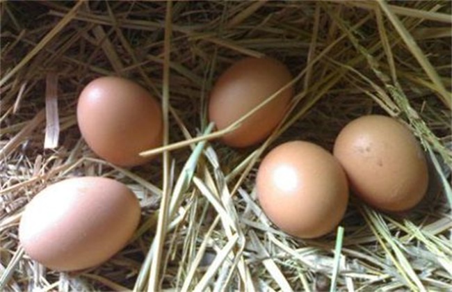 如何提高芦花鸡产蛋量