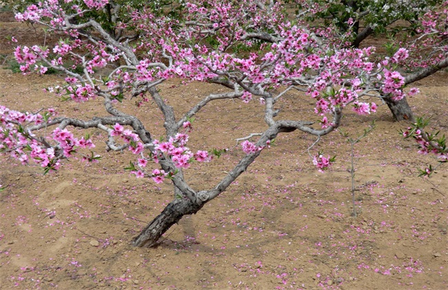 桃树 疏花疏果 技术