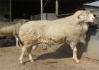 小尾寒羊价格多少钱一斤