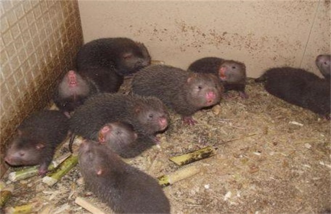 如何提高 竹鼠 繁殖率