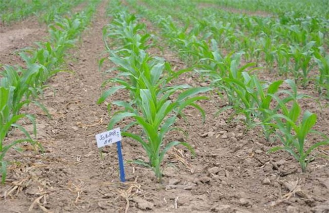 玉米种肥选择及注意事项