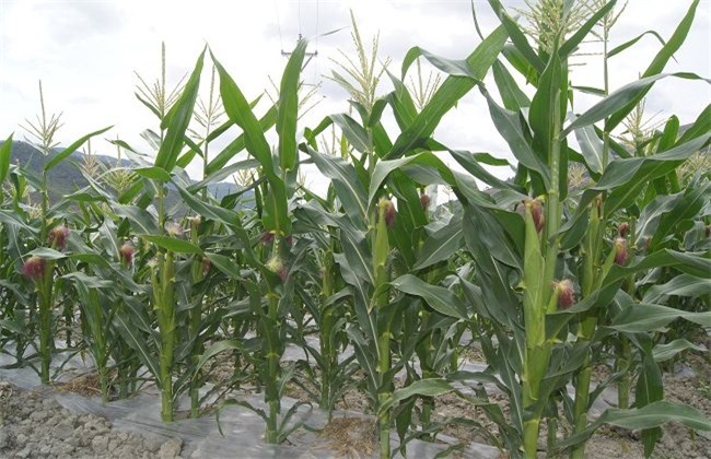 玉米 种肥选择 注意事项