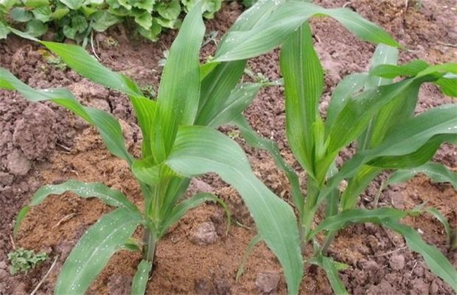 玉米 种肥选择 注意事项