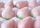白草莓价格多少钱一斤