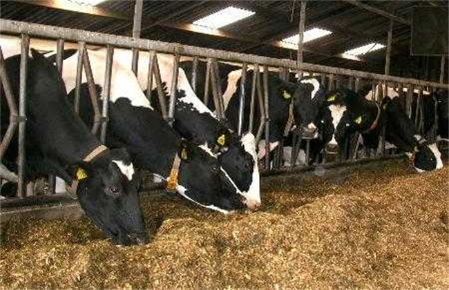 奶牛跛足原因及预防方法