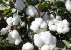 棉花的生长环境