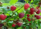树莓种植管理