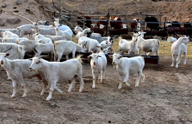 养羊场 如何预防 羊病