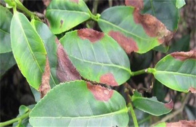 茶树炭疽病 防治技术 症状