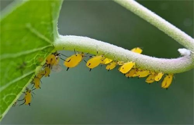 豆角蚜虫防治方法