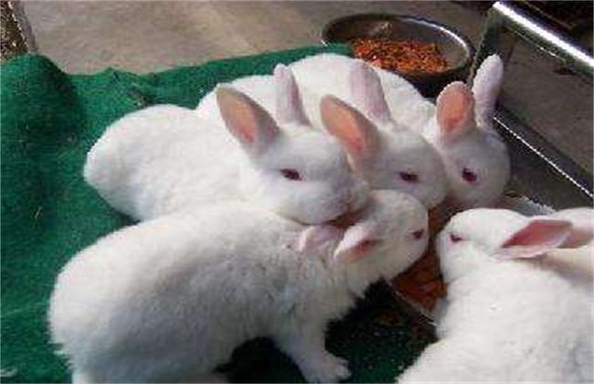 獭兔 配种技术 配种方法