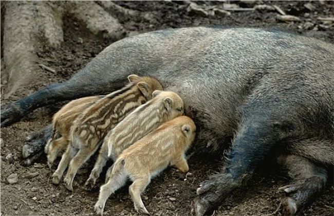 野猪养殖 常见误区 注意事项