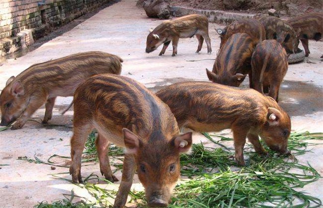 野猪养殖 常见误区 注意事项