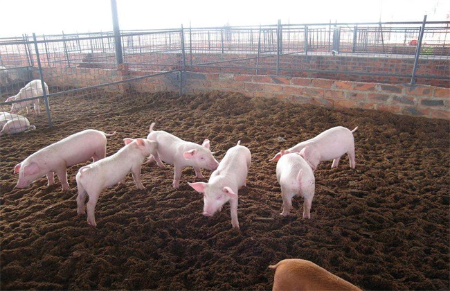 生态养猪 优势 养殖优势