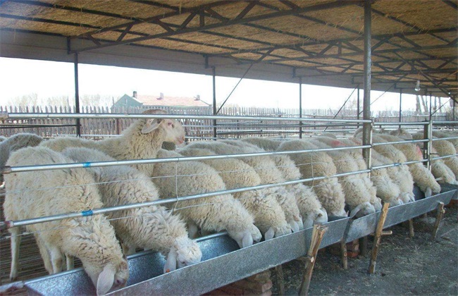 肉羊 短期 育肥技术