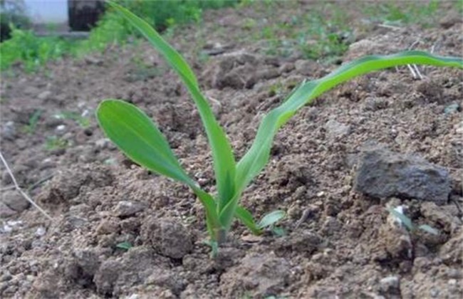 玉米苗期除草技巧