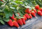 奶油草莓种植技术