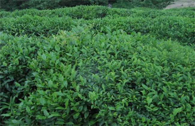 苦丁茶 种植技术 苦丁茶种植