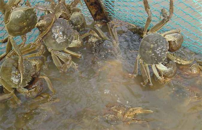 河蟹养殖误区 河蟹 养殖误区