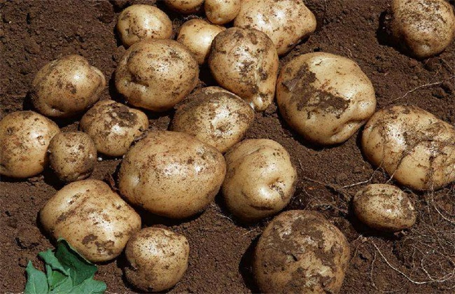 马铃薯怎么种植才高产