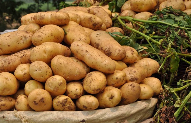 马铃薯 怎么种植 高产