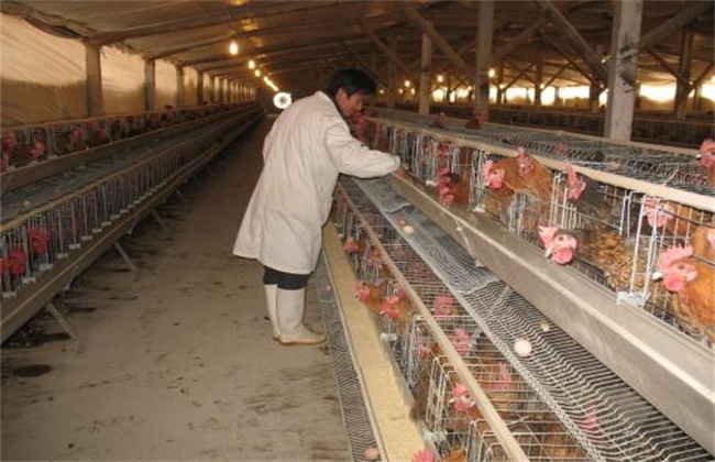 夏季养鸡如何防控禽流感
