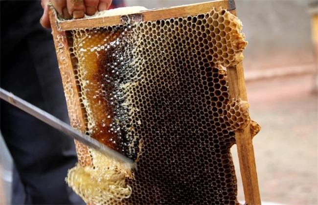 中蜂取蜜时间 什么时候取蜜好