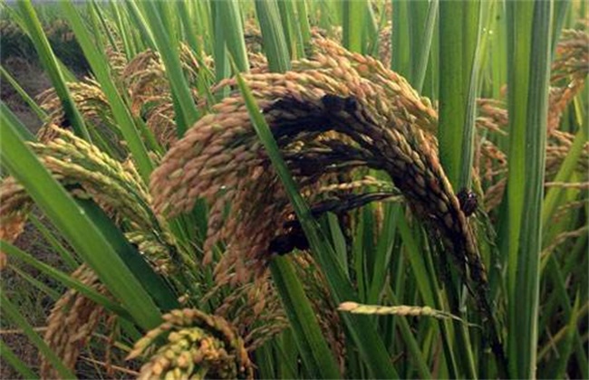 水稻稻曲病发病症状及防治方法