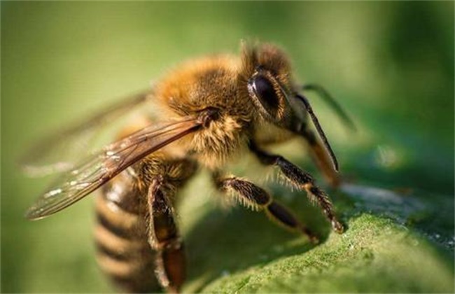 蜜蜂不酿蜜