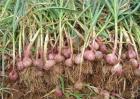 紫皮大蒜怎么种植？紫皮大蒜高产栽培技术